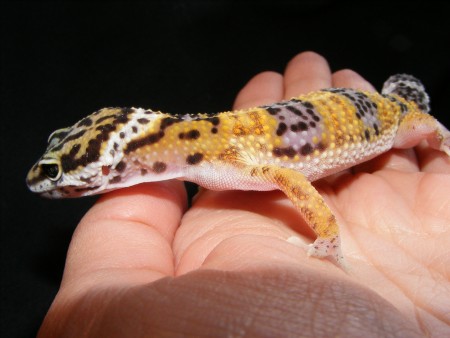Leopard Geckos